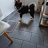 Arès participe au concours pour gagner de l'argent avec cette photo : dog, indoor, floor, tile, black_fur, white_fur, blue_eyes, pet, curious, standing, door, chair, mat, shelf, container, light, shadow, room, corner, fur