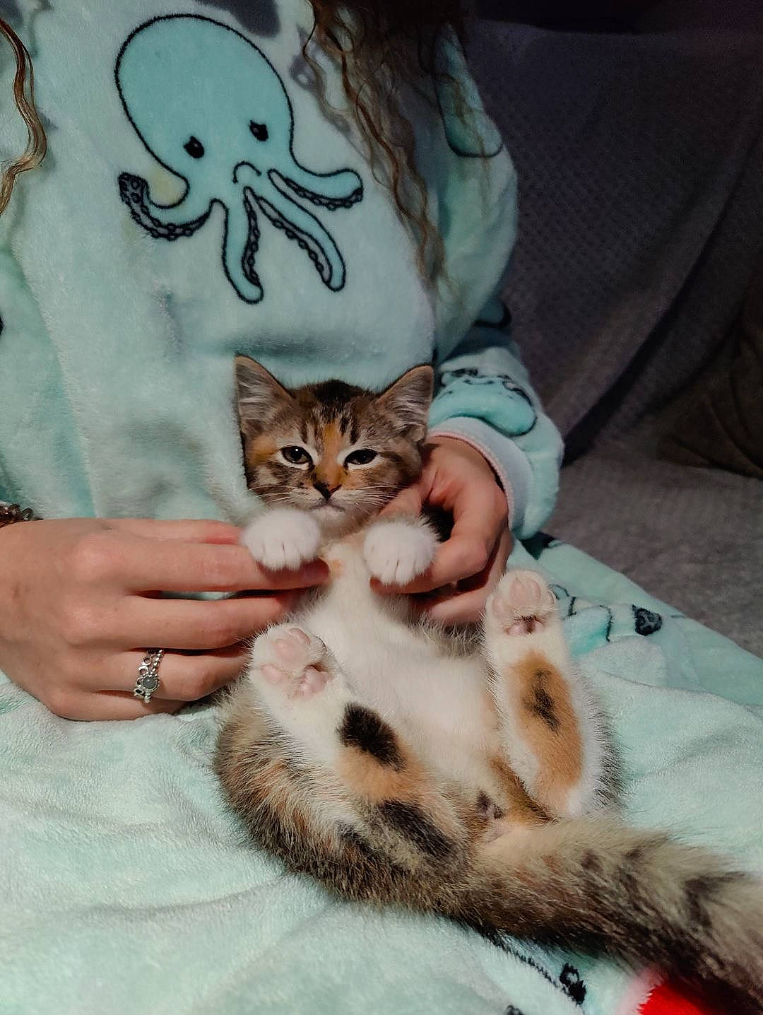 Nala is registered to the contest to win money with this photo: carnivore, cat, claw, comfort, domestic_short_haired_cat, fawn, felidae, fur, gesture, hand, human_leg, linens, nail, paw, sleeve, small_to_medium_sized_cats, snout, textile, vertebrate, whiskers