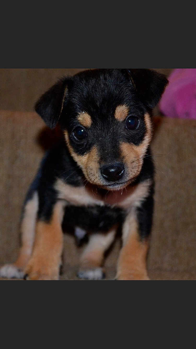 Rolo
