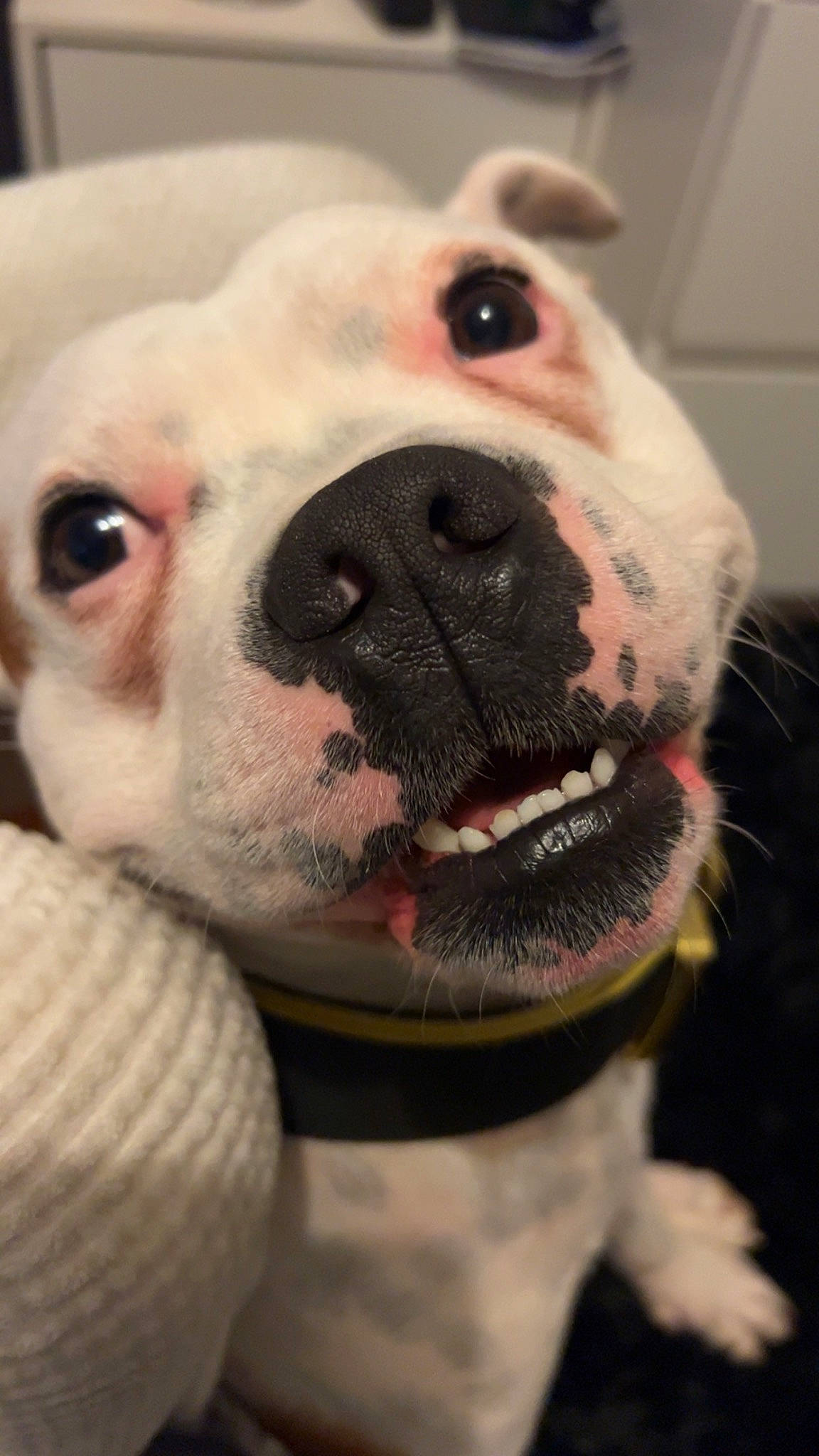 Gucci is registered to the contest to win money with this photo: bulldog, canidae, carnivore, collar, companion_dog, dog, dog_breed, ear, fawn, fur, jaw, nose, snout, sporting_group, suidae, toy, toy_dog, whiskers, working_animal, wrinkle