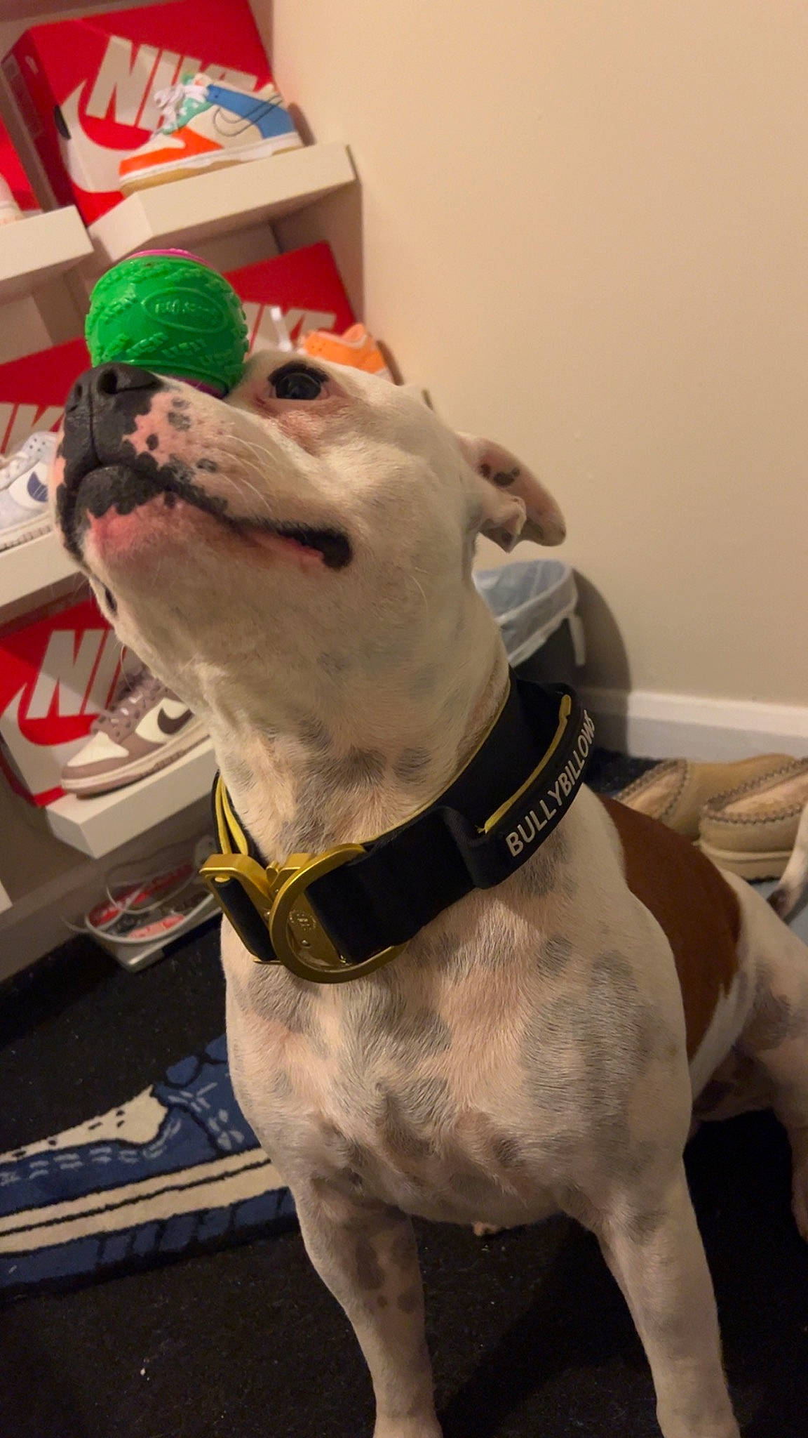 Gucci joined the competition — help win amazing prizes! carnivore, collar, companion_dog, dog, dog_breed, dog_clothes, dog_collar, fang, fashion_accessory, fawn, felidae, fur, leash, personal_protective_equipment, pet_supply, snout, sporting_group, terrestrial_animal, whiskers, working_animal