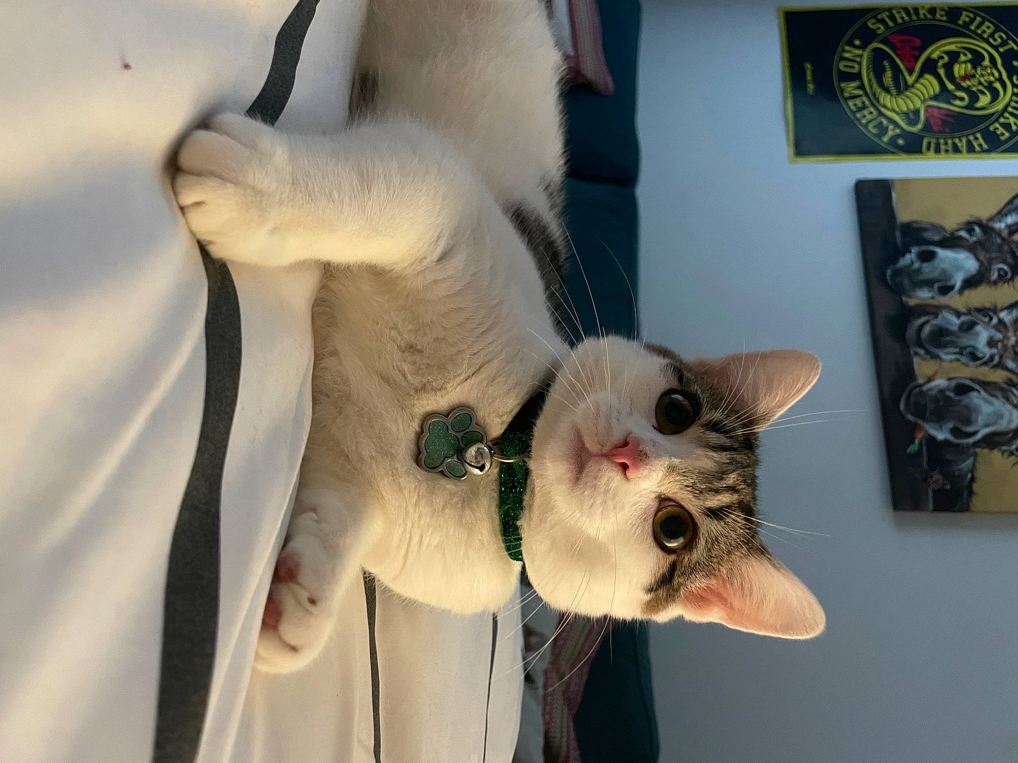 David is registered to the contest to win money with this photo: carnivore, cat, collar, domestic_short_haired_cat, ear, fang, fawn, felidae, fur, jaw, paw, picture_frame, small_to_medium_sized_cats, tail, whiskers