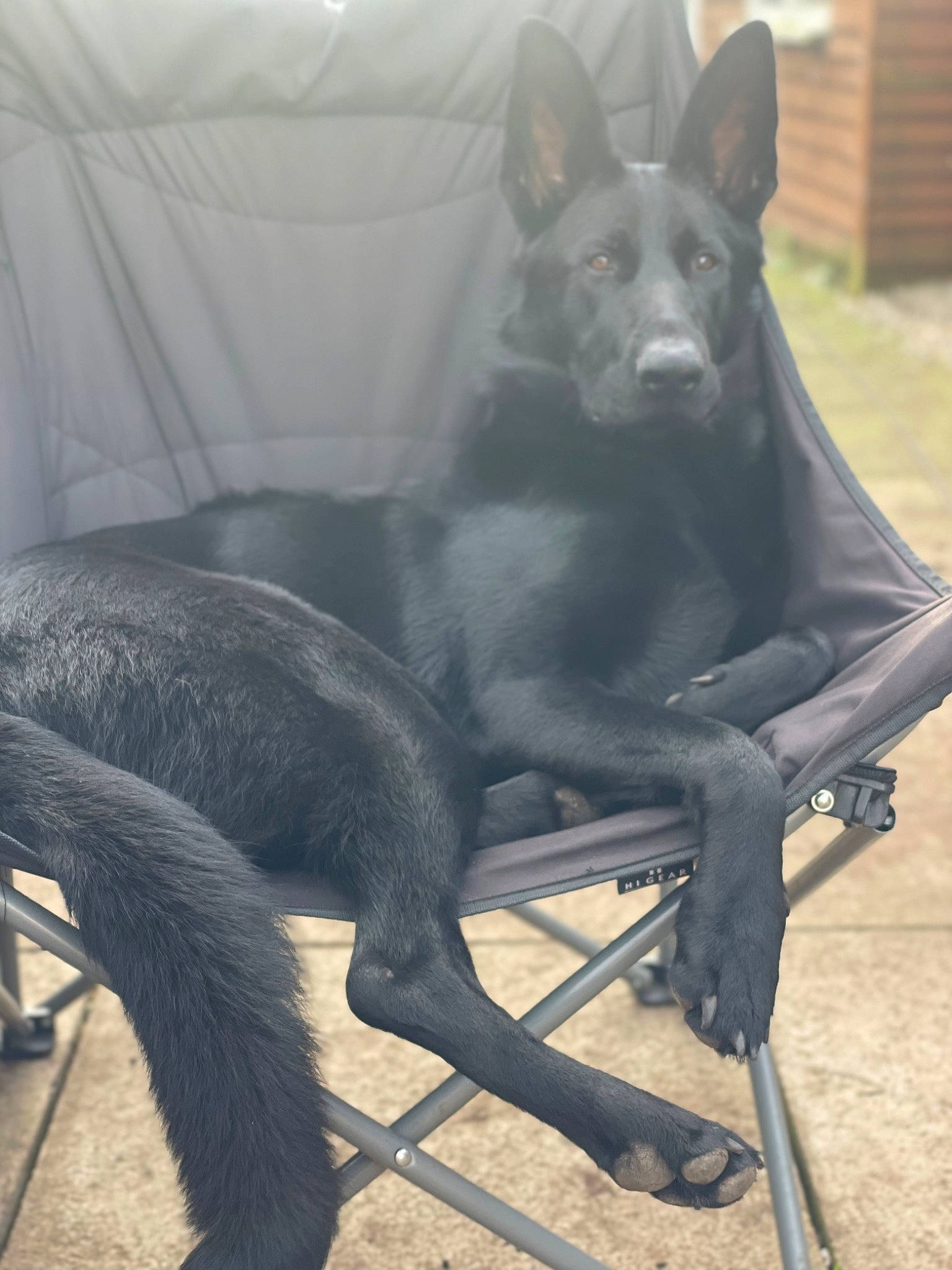 Roxie joined the competition — help win amazing prizes! canidae, carnivore, comfort, companion_dog, dog, dog_breed, fawn, fur, guard_dog, non_sporting_group, paw, sitting, snout, sporting_group, tail, terrestrial_animal, toy_dog, whiskers, working_animal, working_dog