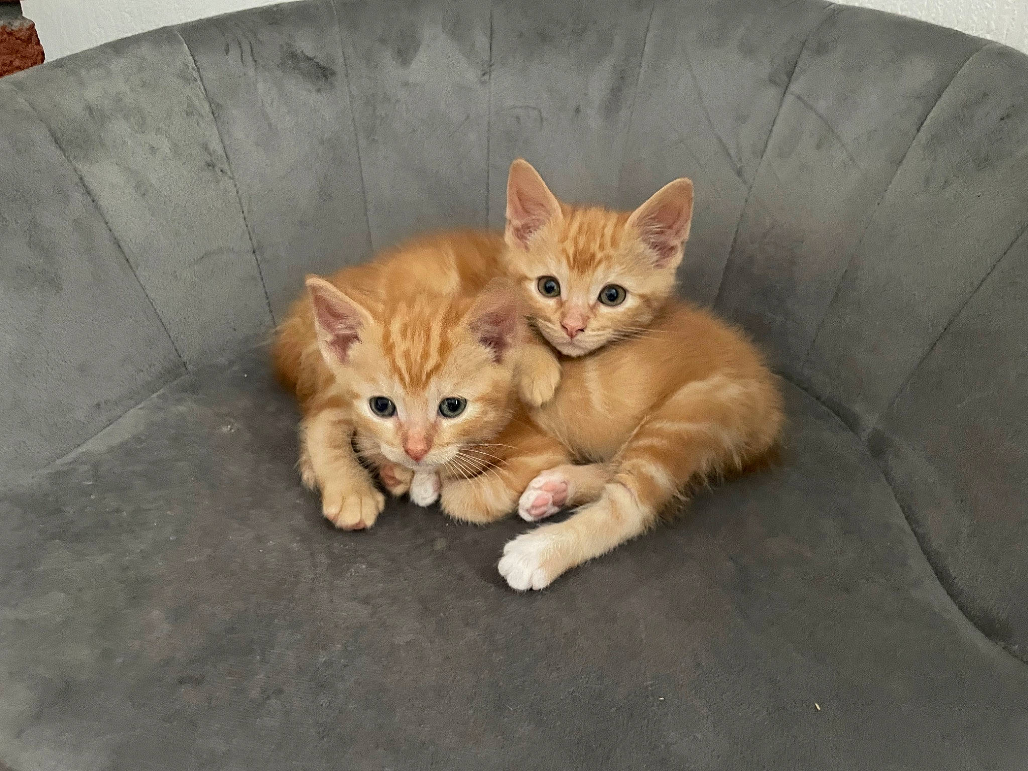 Charlie And Jonah joined the competition — help win amazing prizes! carnivore, cat, claw, comfort, domestic_short_haired_cat, eye, fawn, felidae, flooring, fur, paw, sitting, small_to_medium_sized_cats, snout, tail, terrestrial_animal, whiskers, wood