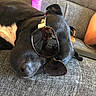 dog, black_dog, sunglasses, couch, indoor, relaxing, pet, white_patch, furniture, person_reflection, shirtless_person, gray_couch, close_up, sleeping_dog, resting, living_room, casual, domestic, companion, cozy