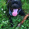 Ubert a rejoint le concours — aidez-le/la à gagner de superbes lots ! dog, black_dog, tongue_out, grass, greenery, stick, pet, outdoor, playful, happy, animal, nature, canine, summer, resting, fur, snout, collar, panting, daylight