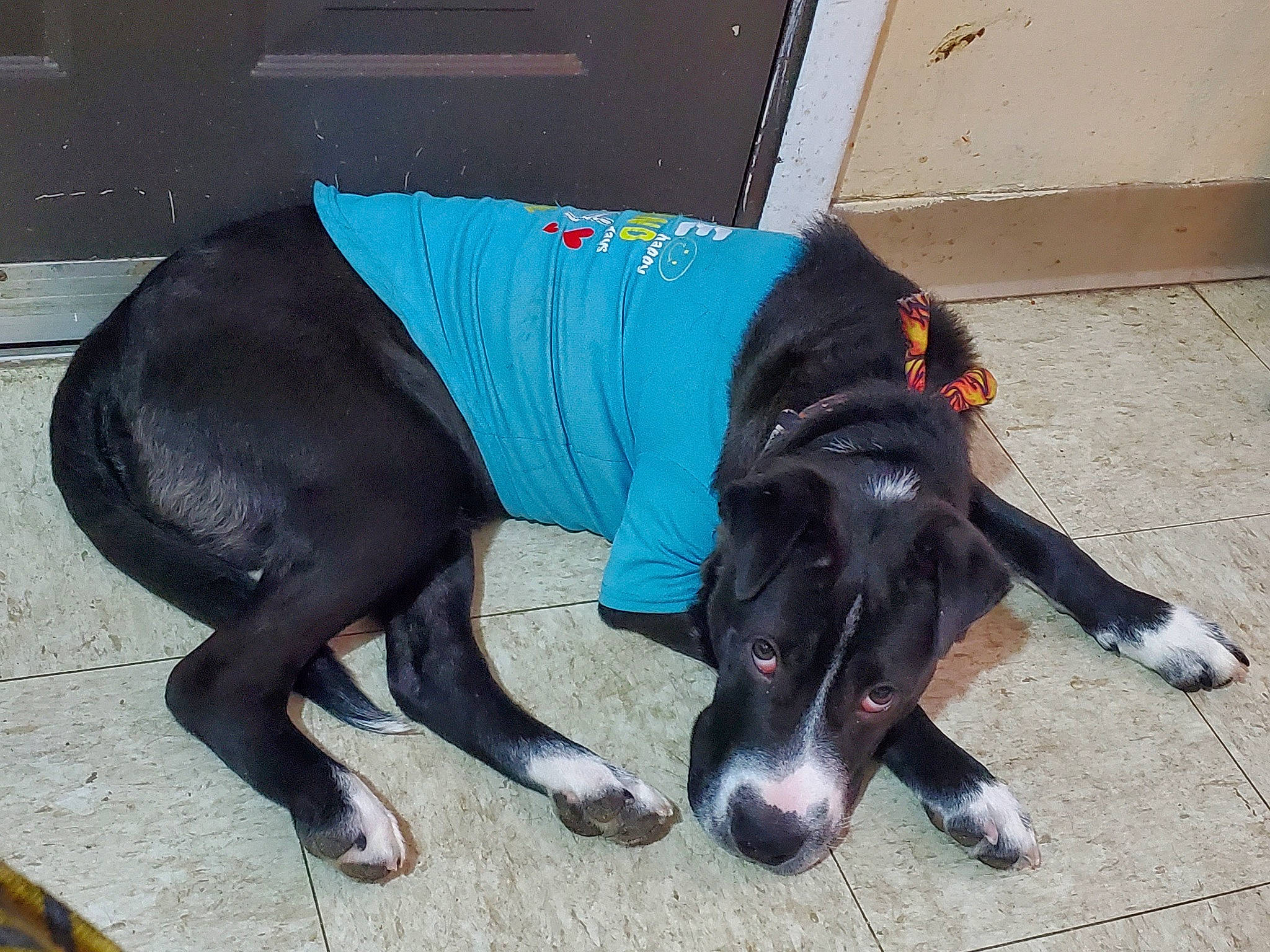 Buddy joined the competition — help win amazing prizes! borador, canidae, carnivore, collar, companion_dog, dog, dog_breed, dog_collar, dog_supply, electric_blue, fawn, hunting_dog, leash, non_sporting_group, pet_supply, sporting_group, tail, terrestrial_animal, working_animal, working_dog