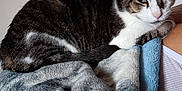 Whiskers is registered to the contest to win money with this photo: cat, tabby_cat, white_markings, blanket, fleece, indoor, wall, calendar, paper, person, shoulder, resting, animal, pet, cozy, furniture, relaxed, mammal, fur, domestic