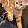 cat, kitten, orange_cat, fluffy, feline, pet, animal, paw, toy, hanging_toy, playful, couch, blanket, indoors, door, wooden_door, portrait, long_hair, whiskers, cute