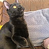 cat, black_cat, pet, animal, feline, golden_eyes, raised_paw, sitting, couch, sofa, blanket, pillow, indoor, home, portrait, close_up, long_ears, shiny_fur, funny_pose, social_media_screenshot