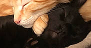 Ugo participe au concours pour gagner de l'argent avec cette photo : cat, cats, kitten, ginger_cat, black_cat, sleeping, cuddling, animal, pet, furry, whiskers, ears, paws, cozy, nap, indoors, blanket, couch, portrait, cute