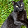 black_cat, cat, animal, pet, feline, grass, outdoors, garden, greenery, clover, portrait, closeup, yellow_eyes, whiskers, ears, fur, sitting, lying_down, nature, photography