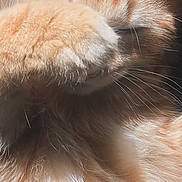 Ugo participe au concours pour gagner de l'argent avec cette photo : cat, kitten, orange_and_white, fluffy, longhaired, sleeping, sleepy, paw, whiskers, ears, fur, closeup, portrait, pet, cute, adorable, indoors, dark_background, relaxed, nap