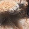 cat, kitten, orange_and_white, fluffy, longhaired, sleeping, sleepy, paw, whiskers, ears, fur, closeup, portrait, pet, cute, adorable, indoors, dark_background, relaxed, nap
