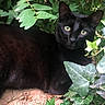 cat, black_cat, animal, pet, feline, outdoor, garden, foliage, leaves, ivy, greenery, nature, wildlife, fur, whiskers, ears, eyes, sitting, lying_down, portrait