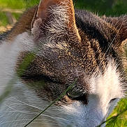 Moustache a rejoint le concours — aidez-le/la à gagner de superbes lots ! cat, animal, pet, close_up, portrait, fur, tabby, white_fur, brown_fur, green_eyes, whiskers, ears, face, grass, outdoor, nature, sunlight, screenshot, instagram, social_media