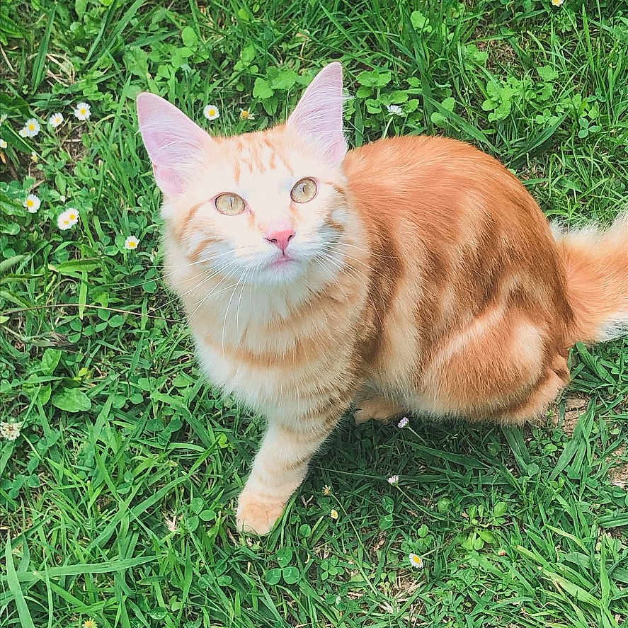 Zora a rejoint le concours — aidez-le/la à gagner de superbes lots ! cat, orange_tabby, fluffy, feline, pet, animal, grass, meadow, flowers, daisies, outdoor, garden, sitting, looking_at_camera, fur, whiskers, ears, tail, nature, social_media_screenshot