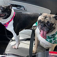 Benny And Ayla is registered to the contest to win money with this photo: animal, bandana, black_and_white_dog, car_interior, companion, cute, dog, dog_collar, domestic_animal, friendship, happy, indoor, leash, pet, petsitting, pug, seat, tongue_out, travel, vehicle