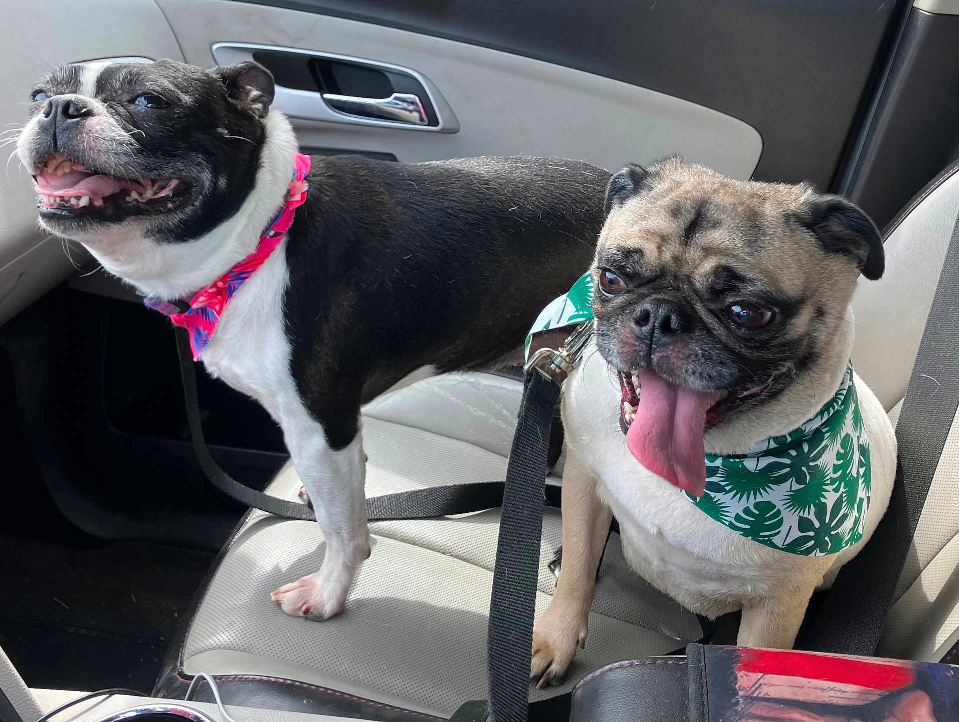 Benny And Ayla is registered to the contest to win money with this photo: animal, bandana, black_and_white_dog, car_interior, companion, cute, dog, dog_collar, domestic_animal, friendship, happy, indoor, leash, pet, petsitting, pug, seat, tongue_out, travel, vehicle