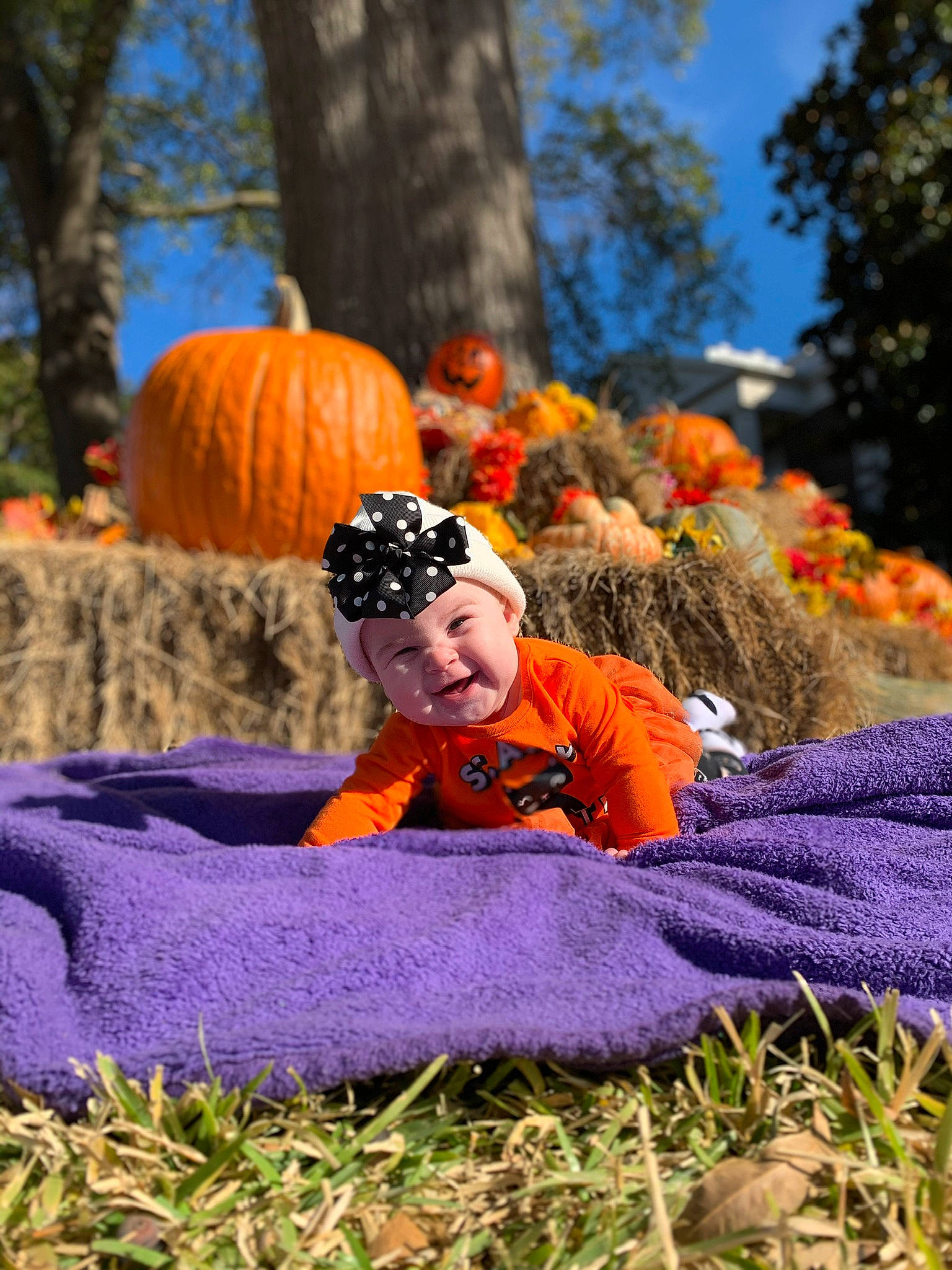 Peyton is registered to the contest to win money with this photo: autumn, calabaza, cucurbita, fawn, fruit, gourd, grass, headwear, orange, person, photography, plant, pumpkin, tree, winter_squash