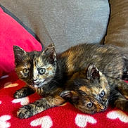 Minette Et Dora participe au concours pour gagner de l'argent avec cette photo : kitten, cat, tortoiseshell, pets, animal, cute, feline, fur, eyes, resting, blanket, red, heart_pattern, cozy, indoor, couch, young, companion, snuggling, relaxed