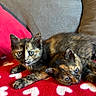 kitten, cat, tortoiseshell, pets, animal, cute, feline, fur, eyes, resting, blanket, red, heart_pattern, cozy, indoor, couch, young, companion, snuggling, relaxed