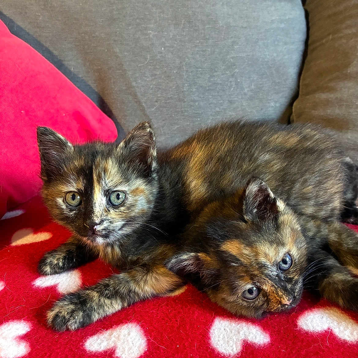 Minette Et Dora participe au concours pour gagner de l'argent avec cette photo : kitten, cat, tortoiseshell, pets, animal, cute, feline, fur, eyes, resting, blanket, red, heart_pattern, cozy, indoor, couch, young, companion, snuggling, relaxed