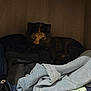 Cherry a rejoint le concours — aidez-le/la à gagner de superbes lots ! cat, tortoiseshell_cat, closet, wardrobe, clothing, jeans, shelf, indoor, fur, eyes, hiding, peek, dark, fabric, pile, home, pet, curious, resting, apparel