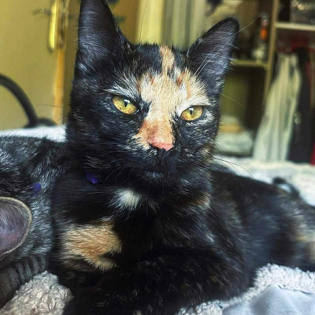 Cherry participe au concours pour gagner de l'argent avec cette photo : bed, blanket, cat, close_up, cozy, domestic_animal, ears, feline, fur, indoor, nose, paw, pet, portrait, relaxed, room, shelf, tortoiseshell_cat, whiskers, yellow_eyes
