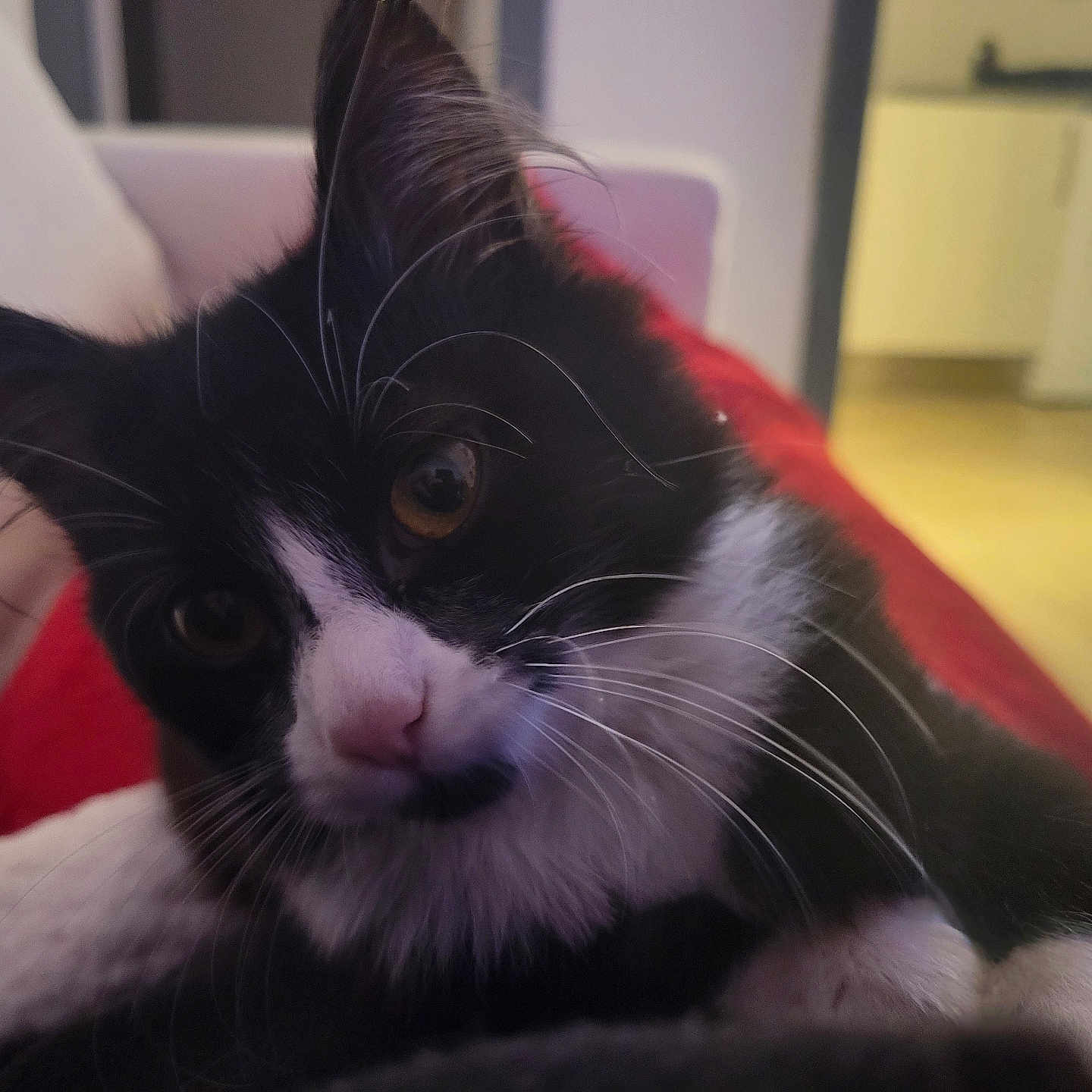 Mila participe au concours pour gagner de l'argent avec cette photo : animal, black_and_white, blanket, cat, close_up, cozy, curious, cute, domestic_animal, eyes, face, feline, fur, home, indoor, living_room, pet, resting, soft_lighting, whiskers