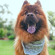 Uki participe au concours pour gagner de l'argent avec cette photo : animal, bandana, blurred_background, brown_fur, canine, companion, dog, ears, friendly, fur, grass, happy, muzzle, nature, outdoor, pet, portrait, smiling, summer, tongue
