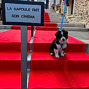 Boston participe au concours pour gagner de l'argent avec cette photo : black_and_white, blue_leash, building, calm, collar, cute, daylight, dog, leash, outdoor, pavement, pet, puppy, red_carpet, sign, small_dog, stairs, step, stone_wall, urban