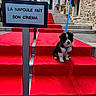 black_and_white, blue_leash, building, calm, collar, cute, daylight, dog, leash, outdoor, pavement, pet, puppy, red_carpet, sign, small_dog, stairs, step, stone_wall, urban