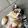 black, blue_eyes, canine, cute, dog, domestic_animal, fur, fur_texture, hand, indoor, lying_down, paw, pet, playful, puppy, sneaker, tile_floor, tricolor, white, young