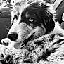 Athéna participe au concours pour gagner de l'argent avec cette photo : animal, black_and_white, canine, close_up, companion, cute, dog, domestic_animal, eyes, face, fluffy, friendly, fur, indoor, pet, portrait, relaxed, resting, tongue_out, whiskers