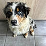 animal, black, blue_eyes, brown, canine, companion, curious, cute, dog, fur, indoor, looking_up, pet, puppy, snout, tan, tile_floor, two_dogs, white, wooden_wall