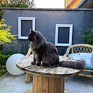 Mouky a rejoint le concours — aidez-le/la à gagner de superbes lots ! cat, fluffy_cat, gray_cat, wooden_table, outdoor, backyard, wicker_chair, cushion, pillow, garden_light, greenery, plants, gray_wall, windows, daylight, pet, feline, sitting, natural_light, relaxing
