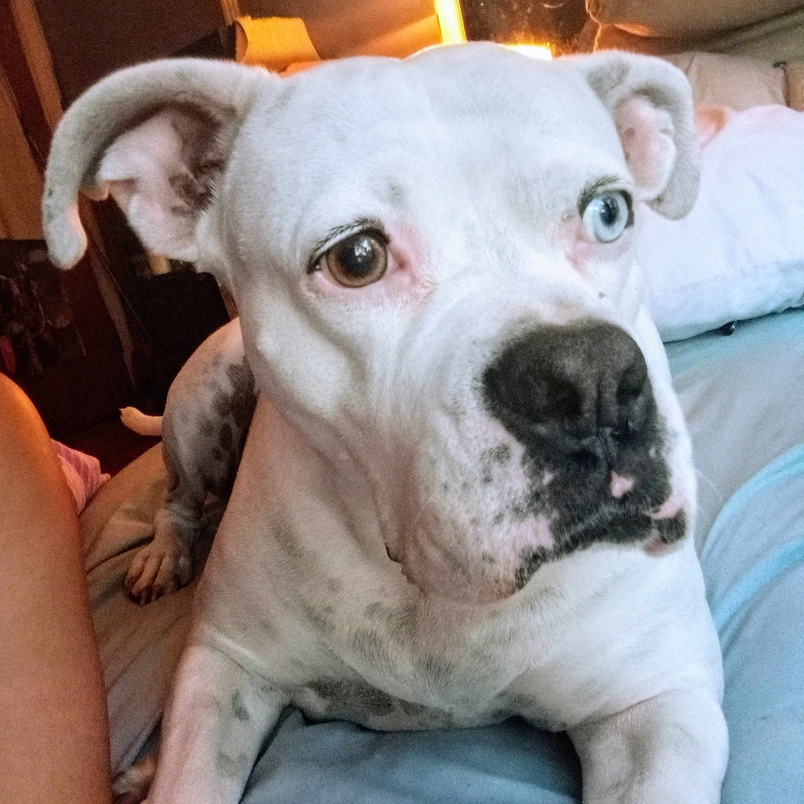Miricle is registered to the contest to win money with this photo: dog, white_dog, heterochromia, bed, indoor, pet, close_up, animal, canine, relaxed, comfort, ears, nose, paw, fur, looking, portrait, domestic_animal, cute, friendly