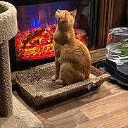Oliver joined the competition — help win amazing prizes! cat, indoor, fireplace, cardboard_scratch_pad, wooden_floor, pet, groomed, feline, orange_cat, cozy, warm, cat_tree, water_dispenser, household, relaxing, looking_up, scratching_post, furniture, domestic, home