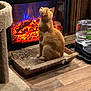 cat, indoor, fireplace, cardboard_scratch_pad, wooden_floor, pet, groomed, feline, orange_cat, cozy, warm, cat_tree, water_dispenser, household, relaxing, looking_up, scratching_post, furniture, domestic, home