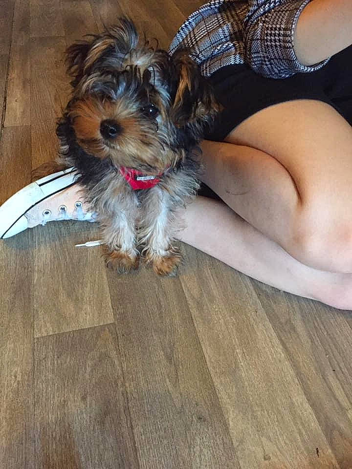 Bucky a rejoint le concours — aidez-le/la à gagner de superbes lots ! australian_silky_terrier, biewer_terrier, canidae, carnivore, companion_dog, dog, dog_breed, maltepoo, mammal, morkie, puppy, schnoodle, small_terrier, sporting_group, sporting_lucas_terrier, terrier, toy_dog, vertebrate, yorkipoo, yorkshire_terrier