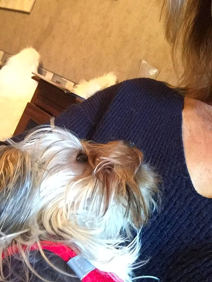 Bucky a rejoint le concours — aidez-le/la à gagner de superbes lots ! australian_silky_terrier, australian_terrier, blond, canidae, carnivore, companion_dog, dog, dog_breed, ear, fawn, hair, puppy_love, shih_tzu, small_terrier, terrier, toy_dog, yorkshire_terrier