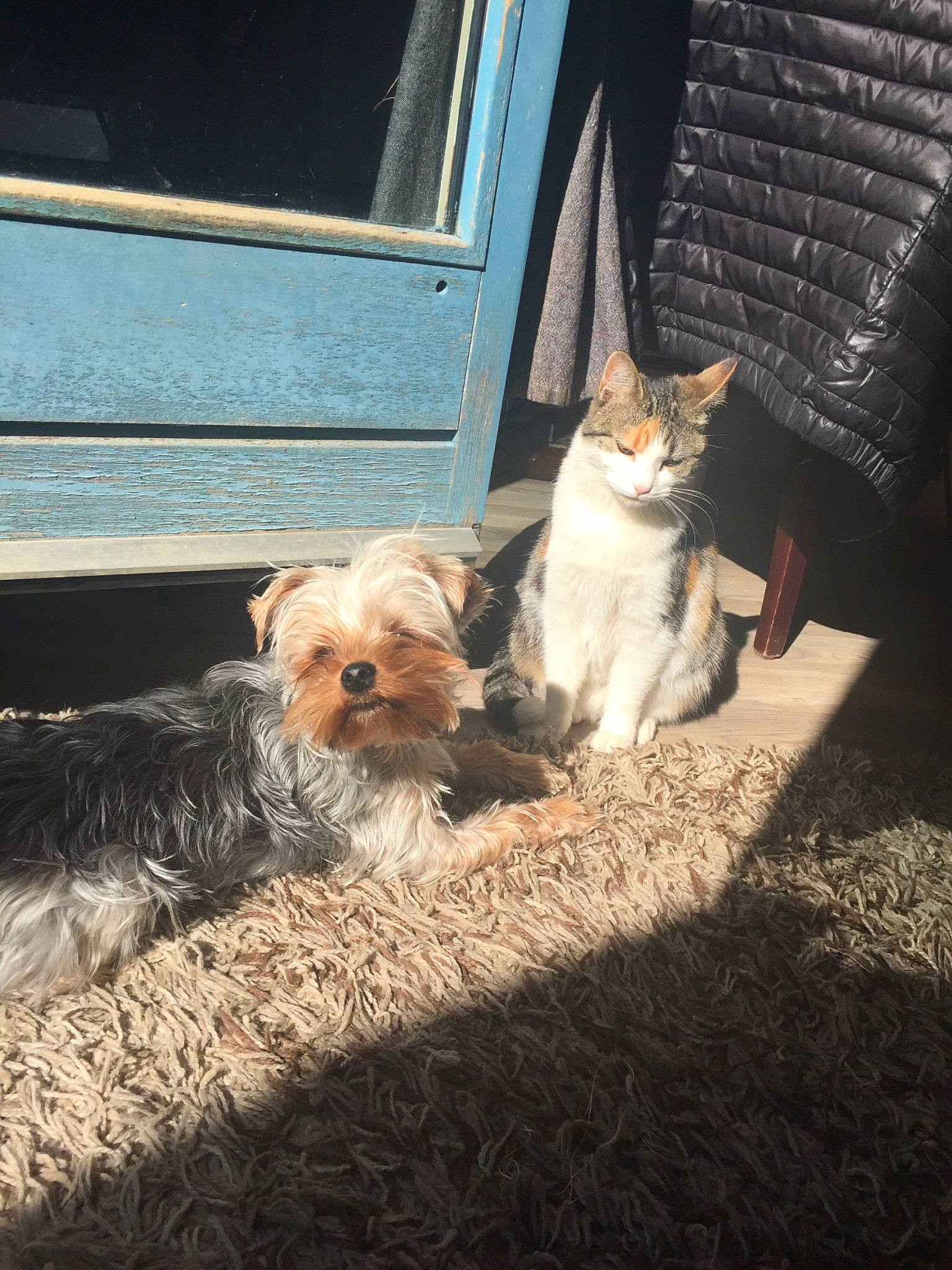 Bucky a rejoint le concours — aidez-le/la à gagner de superbes lots ! biewer_terrier, cairn_terrier, canidae, carnivore, companion_dog, dog, dog_breed, mammal, morkie, norwich_terrier, puppy, rare_breed_dog, small_terrier, sporting_group, sporting_lucas_terrier, terrier, toy_dog, vertebrate, west_highland_white_terrier, yorkshire_terrier