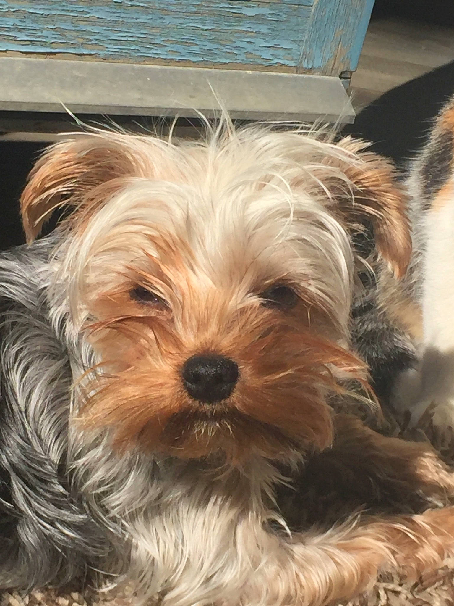 Bucky a rejoint le concours — aidez-le/la à gagner de superbes lots ! biewer_terrier, canidae, carnivore, companion_dog, dog, dog_breed, dutch_smoushond, glen_of_imaal_terrier, maltepoo, mammal, morkie, norfolk_terrier, puppy, schnoodle, small_terrier, sporting_lucas_terrier, terrier, vertebrate, yorkipoo, yorkshire_terrier