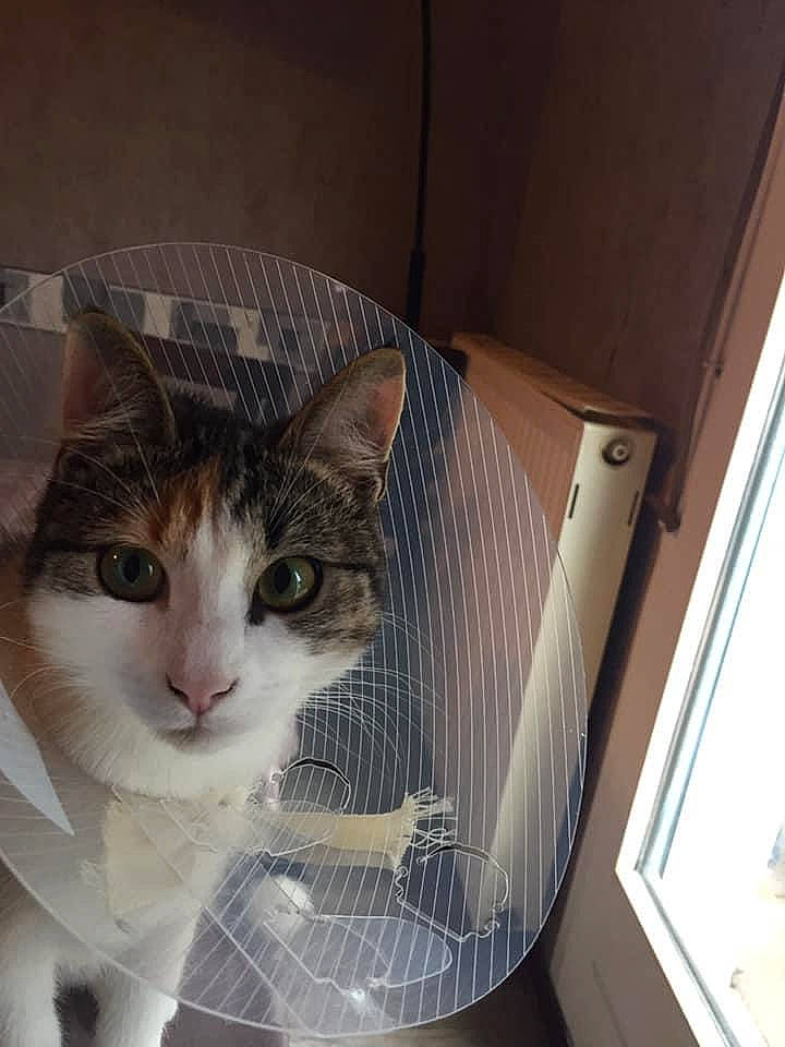 Harmonie a rejoint le concours — aidez-le/la à gagner de superbes lots ! aegean_cat, animal_shelter, carnivore, cat, domestic_short_haired_cat, european_shorthair, fawn, felidae, fur, kitten, ojos_azules, small_to_medium_sized_cats, tabby_cat, tail, turkish_van, whiskers