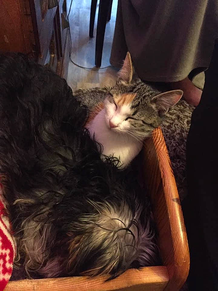 Harmonie a rejoint le concours — aidez-le/la à gagner de superbes lots ! asian, carnivore, cat, domestic_long_haired_cat, domestic_short_haired_cat, ear, european_shorthair, felidae, fur, kitten, lap, leg, long_hair, maine_coon, norwegian_forest_cat, sitting, small_to_medium_sized_cats, tabby_cat, tail, whiskers