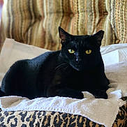 Mamas is registered to the contest to win money with this photo: animal, bed, black_cat, blanket, cat, closeup, cozy, ears, feline, fur, indoor, leopard_print, pet, portrait, relaxed, resting, texture, towel, whiskers, yellow_eyes