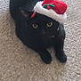 animal, animal_portrait, black_cat, carpet, cat, collar, cute, domestic_cat, ears, eyes, feline, festive, front_paws, holiday_hat, indoor, looking, lying_down, pet, santa_hat, whiskers