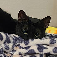 Lil Girl is registered to the contest to win money with this photo: animal, black_cat, blanket, cat, closeup, cozy, curious, cute, domestic_animal, ears, eyes, feline, fur, indoor, mammal, pet, relaxing, resting, soft, whiskers