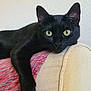 animal, armrest, black_cat, cat, closeup, comfortable, couch, domestic_cat, feline, fur, green_eyes, household, indoor, lazy, paw, pet, portrait, relaxing, resting, whiskers